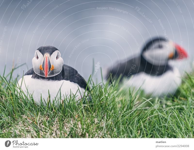 Aussitzen Gras Fjord Tier Wildtier Vogel 2 niedlich blau grün rot schwarz weiß Papageitaucher Klippe Farbfoto Außenaufnahme Nahaufnahme Menschenleer