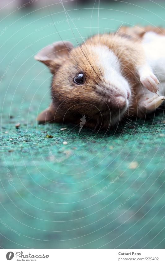 aus die Maus Tier Wildtier Totes Tier Tiergesicht 1 liegen authentisch einfach nah natürlich wild Tod Farbfoto Außenaufnahme Nahaufnahme Tag Tierporträt