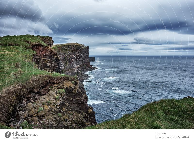 Latrabjarg Natur Landschaft Pflanze Tier Himmel Gewitterwolken Horizont Frühling schlechtes Wetter Gras Felsen Wellen Küste Meer Schwarm bedrohlich Bekanntheit