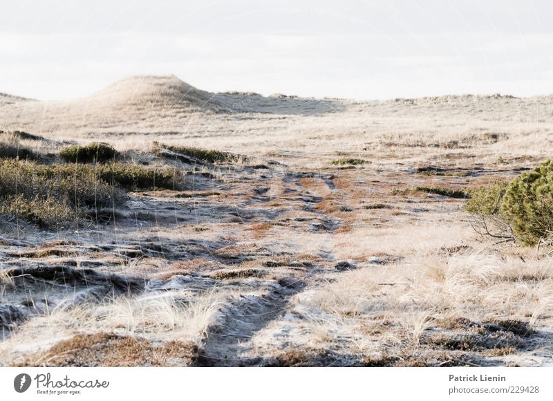 weil es schön war Umwelt Natur Landschaft Pflanze Urelemente Luft Himmel Winter Klima Wetter Eis Frost Schnee Gras Sträucher kalt Düne hell Einsamkeit leer