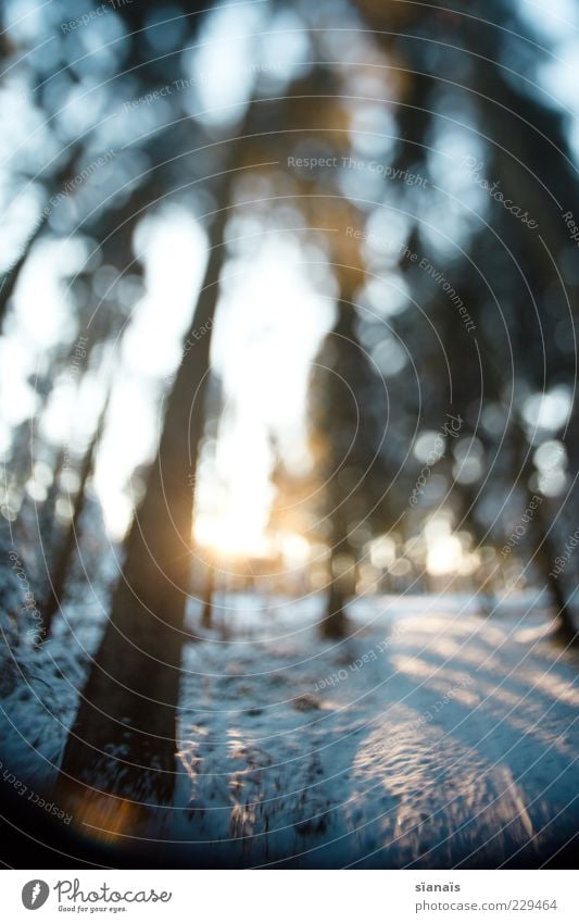 winterwanderung Umwelt Natur Landschaft Pflanze Sonne Wald kalt blau Baum Tanne Wege & Pfade Waldboden Spuren Baumstamm Traumwelt falsch Unschärfe Tilt-Shift