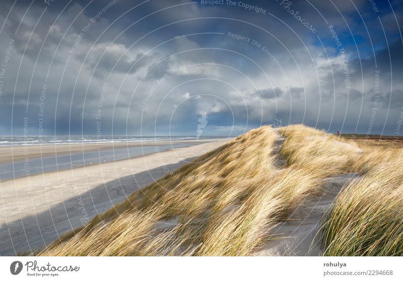 Ansicht von der Sanddüne auf Nordseestrand, Texel, die Niederlande schön Ferien & Urlaub & Reisen Strand Meer Natur Landschaft Himmel Wolken Horizont Gras Hügel