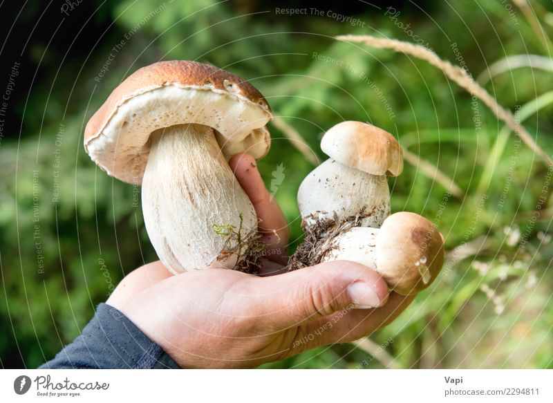 Essbarer frischer Pilzboletus edulis in einer Hand Lebensmittel Gemüse Kräuter & Gewürze Essen Bioprodukte Vegetarische Ernährung Diät Freizeit & Hobby