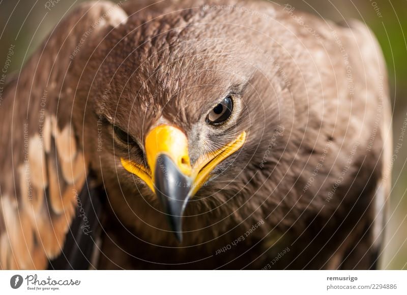 Nahaufnahme eines Steppenadlers Jagd Natur Tier Vogel schön wild braun accipitriformes Schnabel Fleischfresser Akkordata Lebewesen Adler gefährdet Falknerei