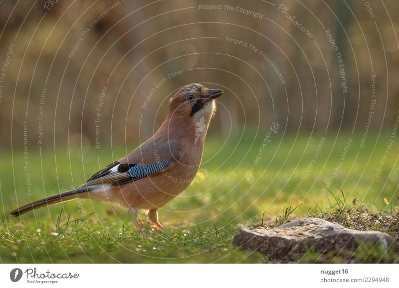 Eichelhäher Umwelt Natur Tier Wiese Wildtier Vogel Tiergesicht Flügel 1 Brunft Fressen füttern ästhetisch authentisch außergewöhnlich frech Freundlichkeit schön