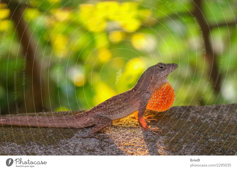 Anole Eidechse-Profil mit Dewlap verlängert im Sonnenlicht glühen schön Haut Fuß Natur Tier Urwald bedrohlich hell klein natürlich grün Lizard Reptil Licht