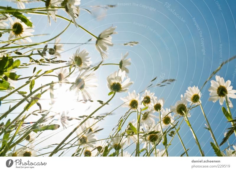 let the sun shine ... Pflanze Himmel Wolkenloser Himmel Sonne Sonnenlicht Frühling Sommer Schönes Wetter Blume Gras Blüte Wiese blau weiß Margerite Blumenwiese