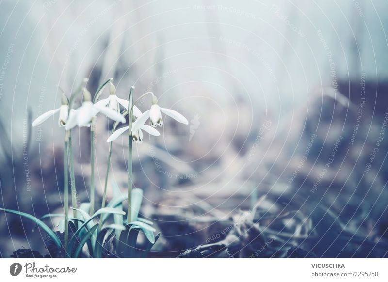 Nahaufnahme von Schneeglöckchen im Frühlingsgarten Design Garten Natur Pflanze Blume Blatt Blüte Park Wald Hintergrundbild Farbfoto Außenaufnahme Makroaufnahme