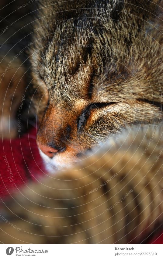 Alles mit der Ruhe Gesicht Erholung ruhig Tier Haustier Katze Tiergesicht Fell 1 schlafen kuschlig niedlich braun Zufriedenheit Geborgenheit Tierliebe Trägheit