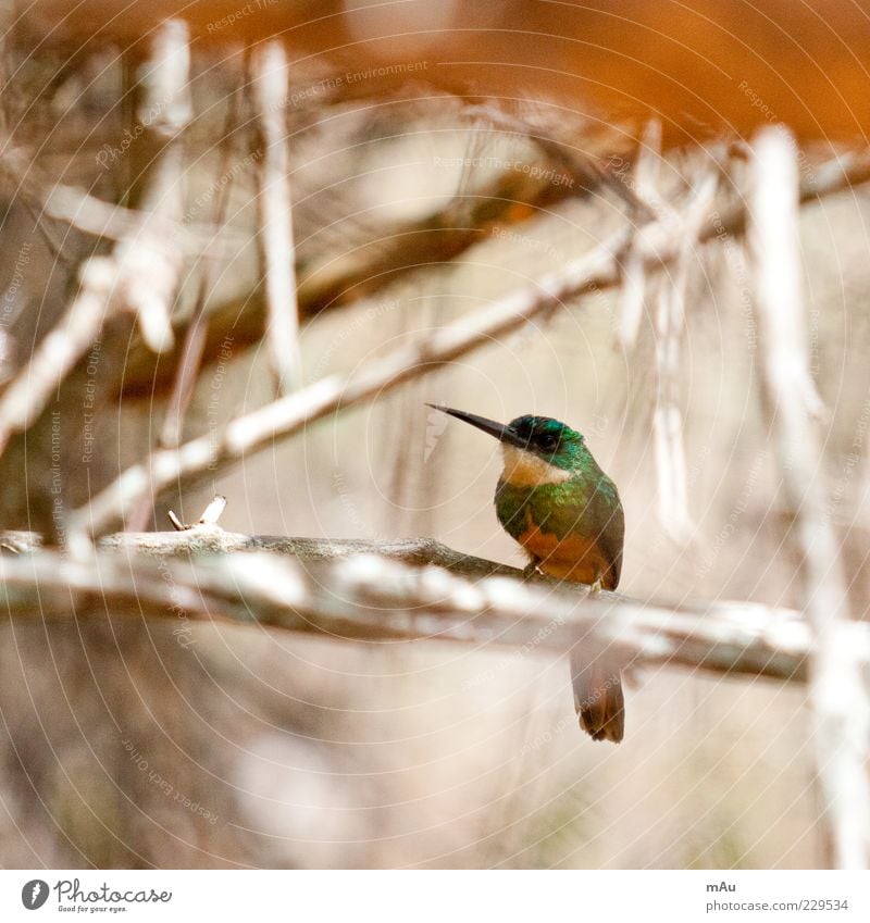 Beija Flor .4 Natur Tier Vogel 1 schön braun Kolibris Farbfoto Außenaufnahme Tierporträt klein grün sitzen Ast Menschenleer Schnabel Ganzkörperaufnahme