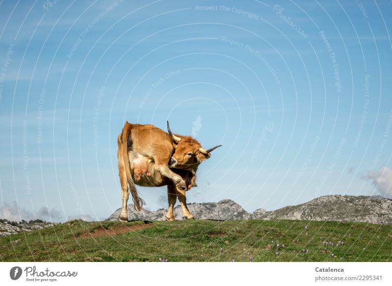 Körperpflege, Kuh auf der Alm kratzt sich am Hinterbein Landschaft Wolkenloser Himmel Sommer Schönes Wetter Gras Wiese Berge u. Gebirge Gipfel Euter Horn 1 Tier