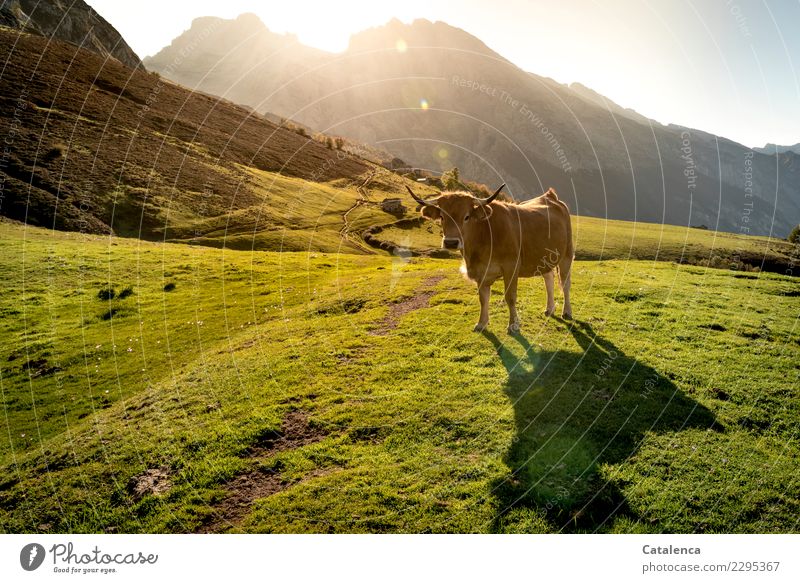 Lichtbad, Kuh im Licht der Abendsonne Natur Landschaft Sommer Schönes Wetter Gras Sträucher Wiese Felsen Berge u. Gebirge Wege & Pfade Nutztier 1 Tier