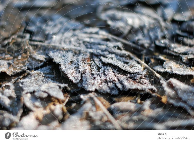 Früh am Morgen Natur Herbst Winter Wetter Eis Frost Blatt kalt braun Raureif Eiskristall Eisblumen Herbstlaub herbstlich Winterstimmung Farbfoto Außenaufnahme