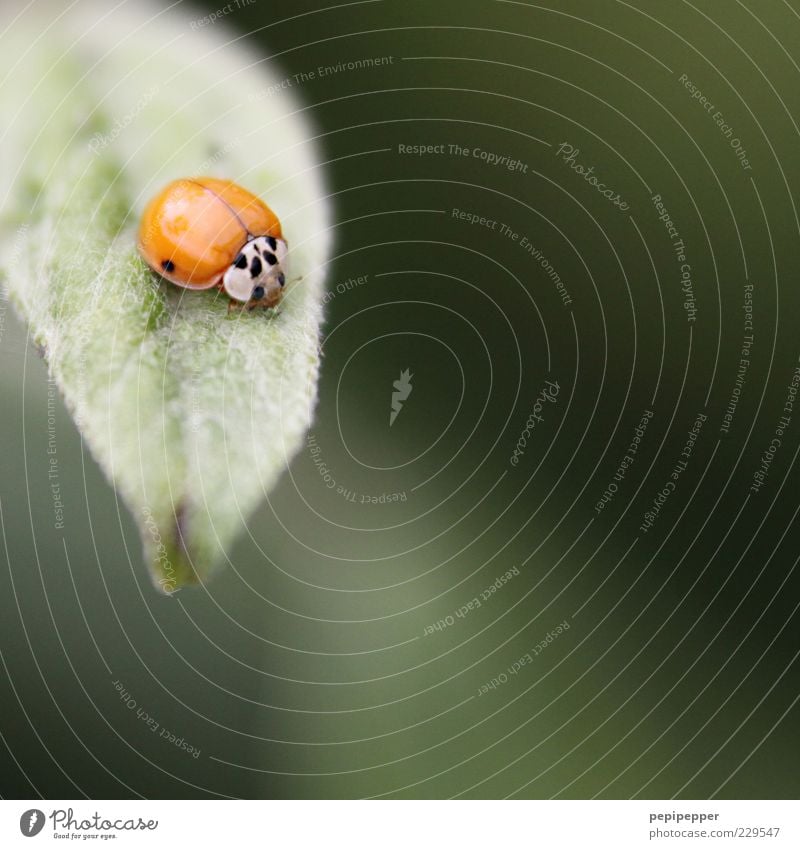 sich die punkte erst verdienen müssen Pflanze Blatt Tier Nutztier Käfer 1 Fressen grün rot Marienkäfer Farbfoto Außenaufnahme Nahaufnahme Detailaufnahme