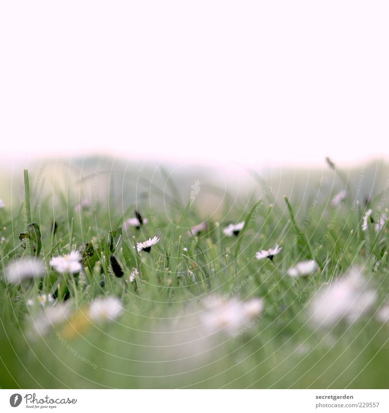 ich weiß noch immer, was du letzten sommer getan hast. Sommer Natur Pflanze Himmel Blume Gras Wiese Blühend Duft Erholung frisch grün Frühlingsgefühle