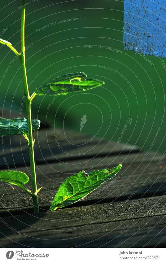 Pepi Umwelt Pflanze Blatt Wachstum blau grün Glück Frühlingsgefühle Hoffnung Glaube Wandel & Veränderung Zukunft Stengel Holz Sonnenlicht Photosynthese Farbfoto