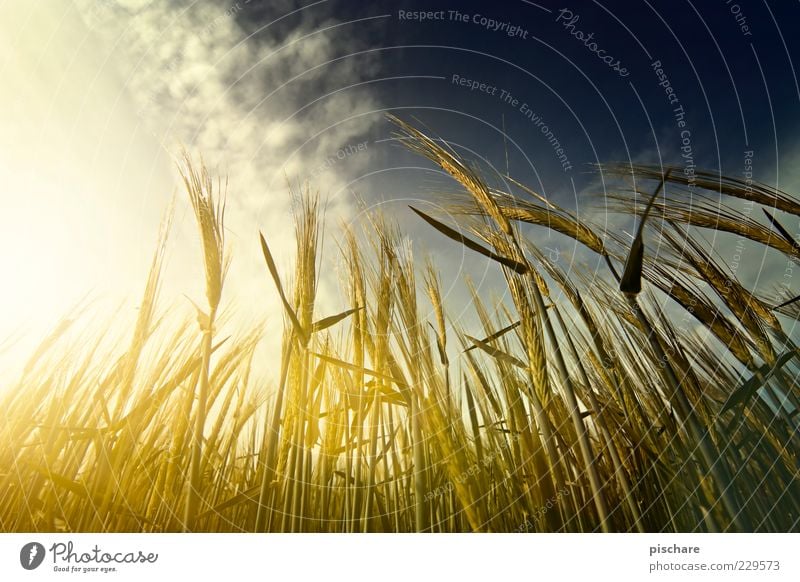 Gerste u. Krieger Natur Himmel Wolken Nutzpflanze Feld Wachstum natürlich gelb gold Landwirtschaft Farbfoto Außenaufnahme Dämmerung Licht Lichterscheinung