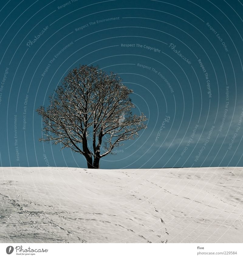 einsamkeit / nachträglicher beitrag Umwelt Natur Himmel Wolkenloser Himmel Winter Schönes Wetter Schnee Pflanze Baum Hügel alt kalt blau weiß Stimmung Kraft