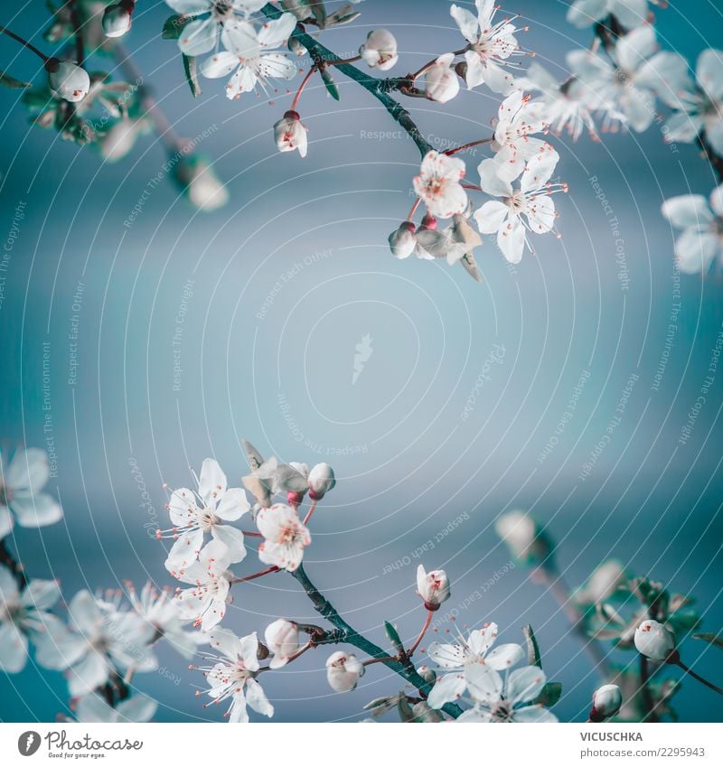 Weiße Kirschblüte auf Blau Design Garten Natur Pflanze Frühling Schönes Wetter Blume Sträucher Blatt Blüte Park Hintergrundbild Kirschblüten blau weiß