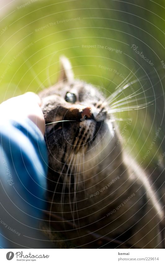 Anschmiegen Umwelt Natur Frühling Schönes Wetter Tier Haustier Katze Tiergesicht Fell Schnurrhaar Auge 1 hell Vertrauen Geborgenheit loyal Sympathie