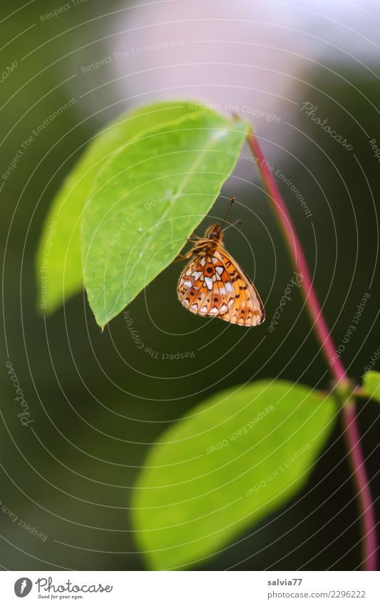 Blätterdach Natur Pflanze Tier Sommer Blatt Wildtier Schmetterling Insekt 1 grün Einsamkeit Pause ruhig Schutz Farbfoto Außenaufnahme Nahaufnahme Menschenleer