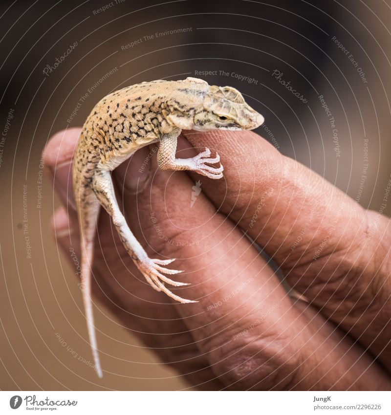 Balanceakt Ferne Natur Tier Wüste Namib Eidechse 1 außergewöhnlich Tatkraft Tierliebe Kontakt Konzentration Ferien & Urlaub & Reisen Afrika Namibia Farbfoto