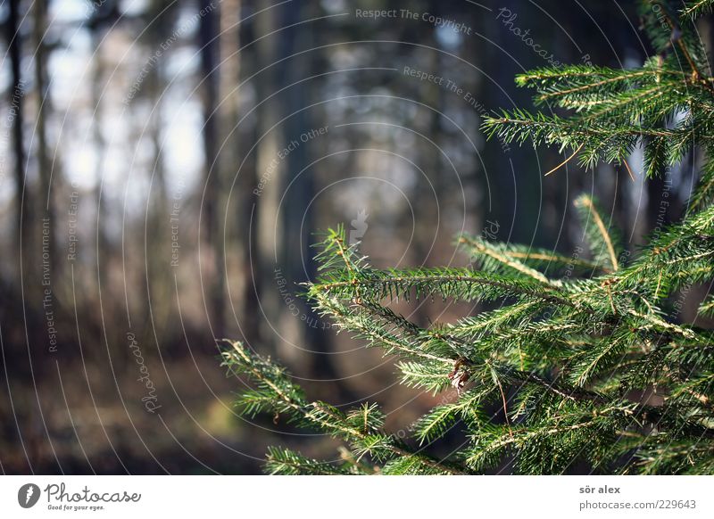 treue Blätter Umwelt Natur Sonnenlicht Herbst Winter Klima Schönes Wetter Baum Tanne Tannenzweig Baumstamm Tannennadel Naturschutzgebiet Wald Wachstum positiv