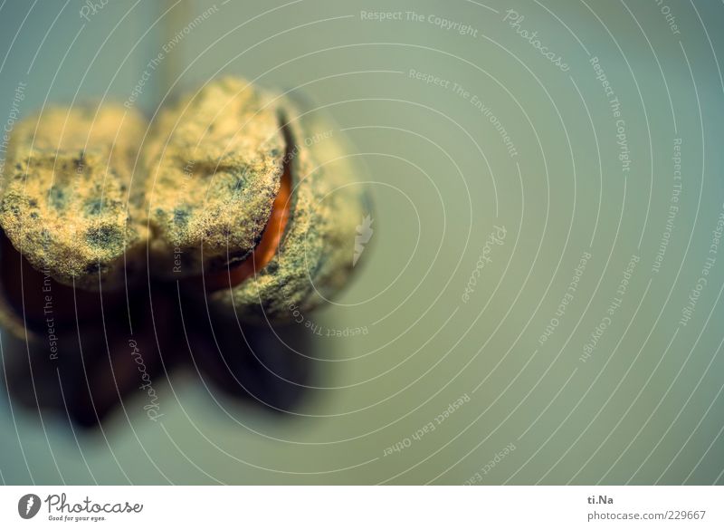 vertrocknet und verschrumpelt Umwelt Natur Pflanze Pfaffenhütchen dehydrieren kalt trocken blau gelb Farbfoto Gedeckte Farben Außenaufnahme Nahaufnahme