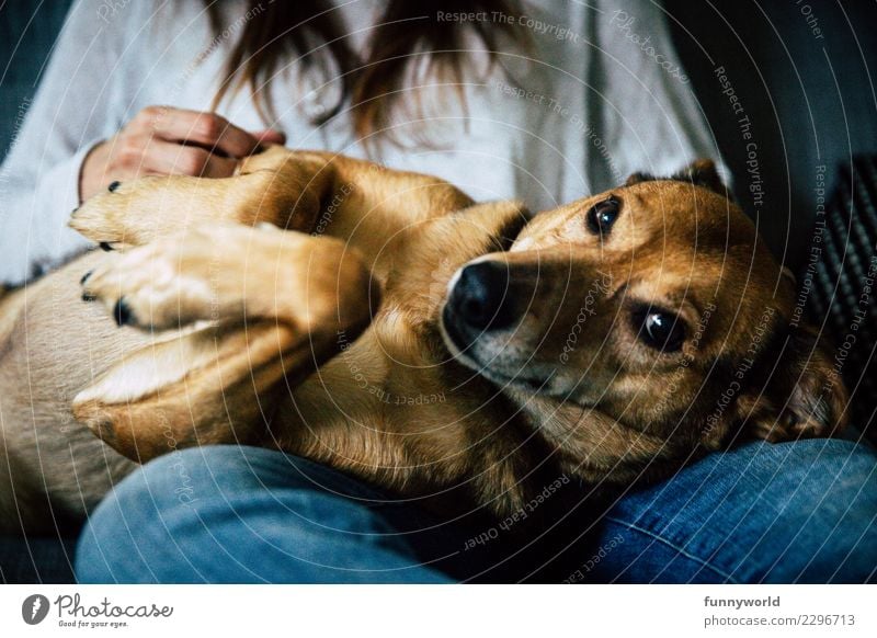 Kleines liebes Hündlein Tier Haustier Hund 1 liegen Blick frech kuschlig niedlich Zufriedenheit Lebensfreude Warmherzigkeit Sympathie Freundschaft Zusammensein