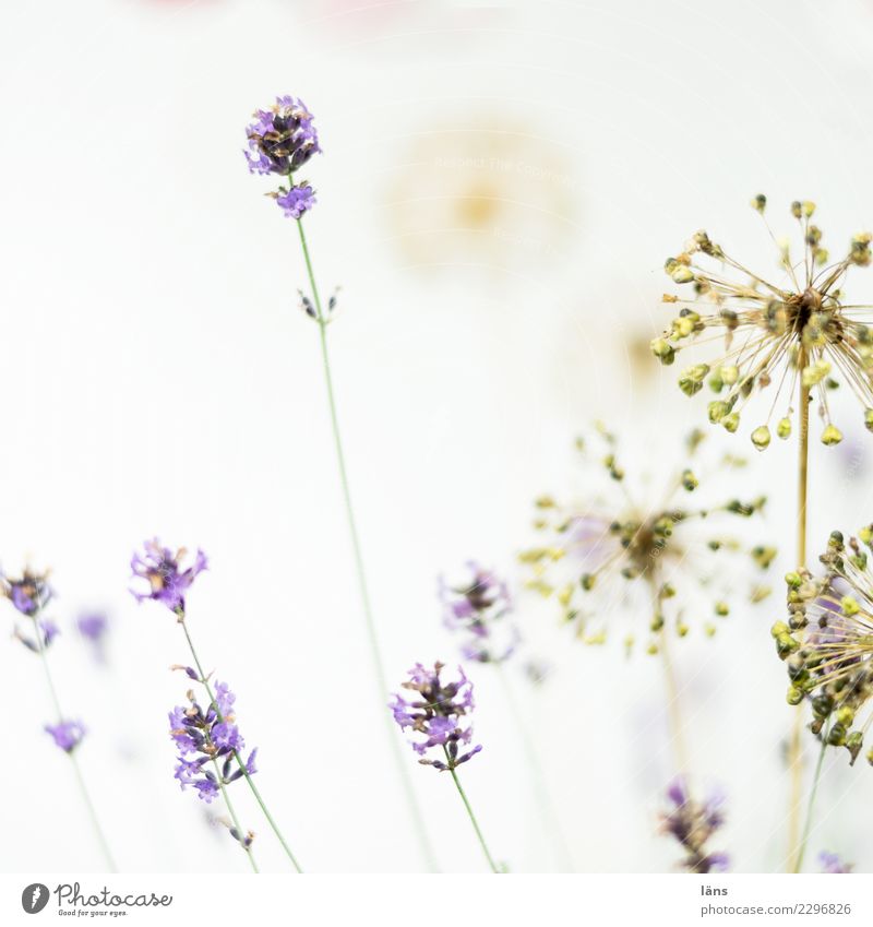 was macht es denn Pflanze Lavendel Blühend verblüht außergewöhnlich einfach Leidenschaft Vergänglichkeit hell Blick nach oben Zierlauch Farbfoto Außenaufnahme