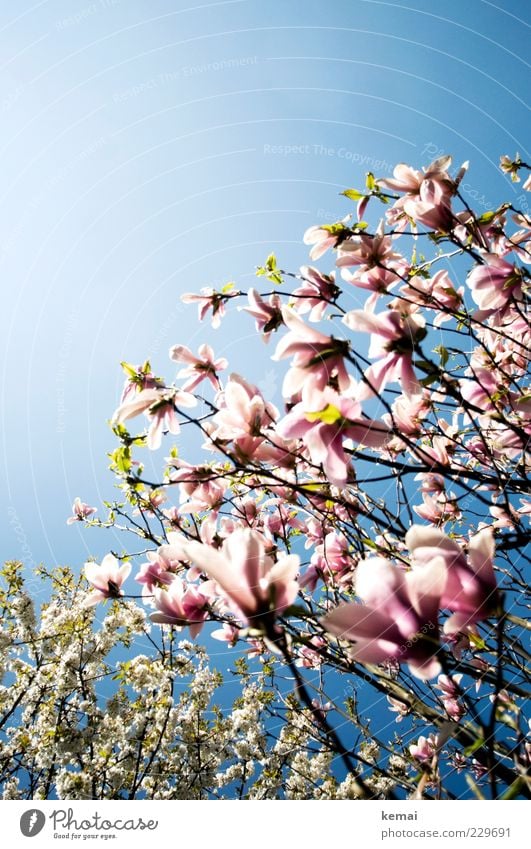 Um die Wette blühen Umwelt Natur Pflanze Himmel Wolkenloser Himmel Sonnenlicht Frühling Sommer Klima Schönes Wetter Wärme Baum Blüte Grünpflanze Wildpflanze