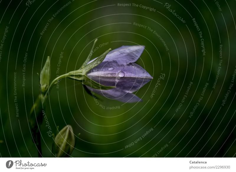 Schlecht Wetter, nasse Glockenblume Natur Pflanze Wassertropfen Sommer schlechtes Wetter Blume Blüte Garten Blühend glänzend dehydrieren Wachstum ästhetisch