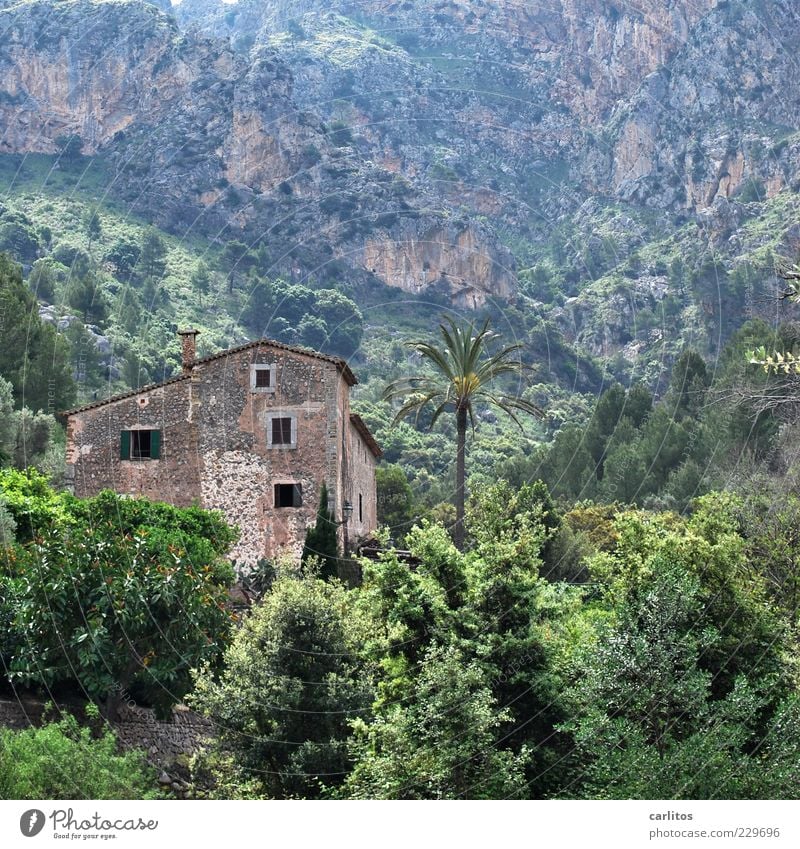 Es gibt auch nette Nachbarn ..... Natur Landschaft Pflanze Baum Sträucher Palme Felsen Berge u. Gebirge Haus Mauer Wand Fassade alt grün Sicherheit Schutz