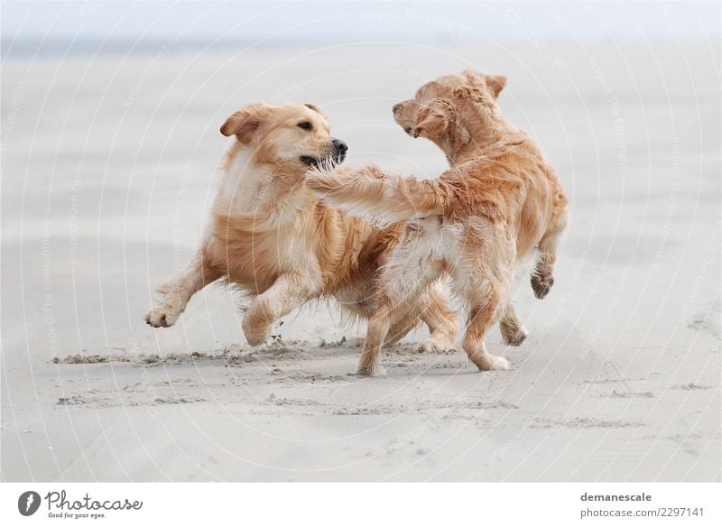 Kreisverkehr Freude Umwelt Natur Sand Sommer Schönes Wetter Strand Tier Haustier Hund Fell Fährte Golden Retriever 2 Brunft Bewegung rennen Spielen springen