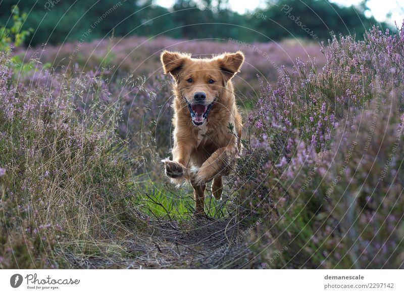 Ungebremst Freude Umwelt Natur Landschaft Pflanze Tier Sonnenlicht Sommer Blume Gras Sträucher Blüte Heide Park Haustier Hund Tiergesicht Fell Krallen Pfote