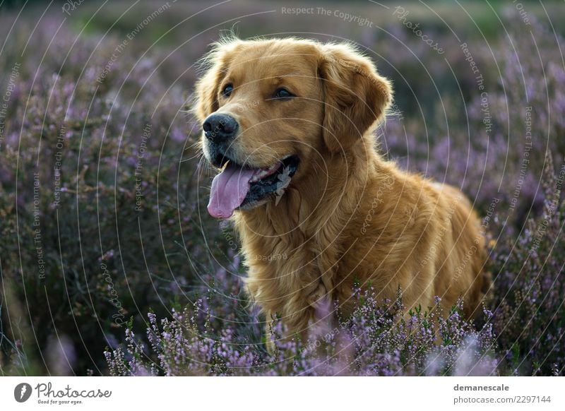 Golden Retriever in blühender Heide. harmonisch Zufriedenheit Spaziergang Freiheit Sommer Natur Landschaft Pflanze Tier Schönes Wetter Blume Sträucher Blüte