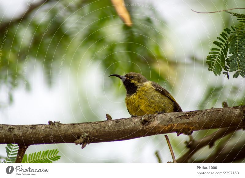 Spatz auf einer Niederlassung Frau Erwachsene Natur Tier Vogel Schmetterling klein wild braun weiß 1 Afrika Kenia Maassai Mara Hintergrund Schnabel Amsel