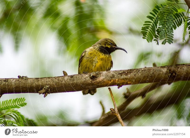 Spatz auf einer Niederlassung Frau Erwachsene Natur Tier Vogel Schmetterling klein wild braun weiß 1 Afrika Kenia Maassai Mara Hintergrund Schnabel Amsel