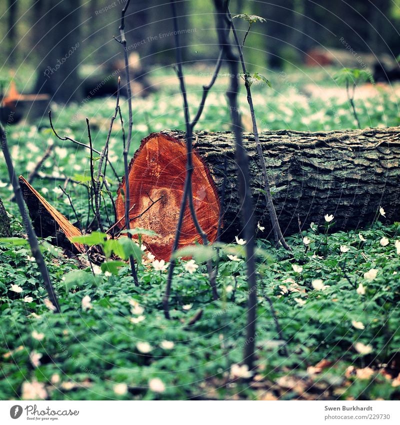 Des einen Ende - Des anderen Anfang Umwelt Natur Pflanze Frühling Klima Baum Blume Gras Sträucher Nutzpflanze Wildpflanze Kiefer Nadelbaum Wald Holz beobachten