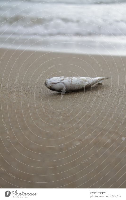 gestrandet Fisch Strand Sand Wasser Sommer Wellen Küste Menschenleer Tier Nutztier 1 Tod Gedeckte Farben Außenaufnahme Nahaufnahme Detailaufnahme Dämmerung