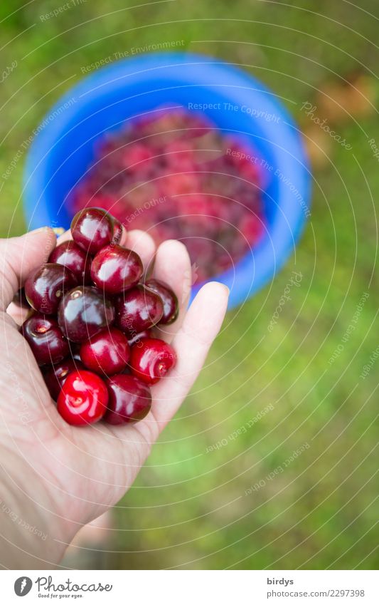 Vorfreude Frucht Kirsche Ernährung Bioprodukte androgyn Hand 1 Mensch Sommer Schönes Wetter Wiese Arbeit & Erwerbstätigkeit authentisch frisch Gesundheit