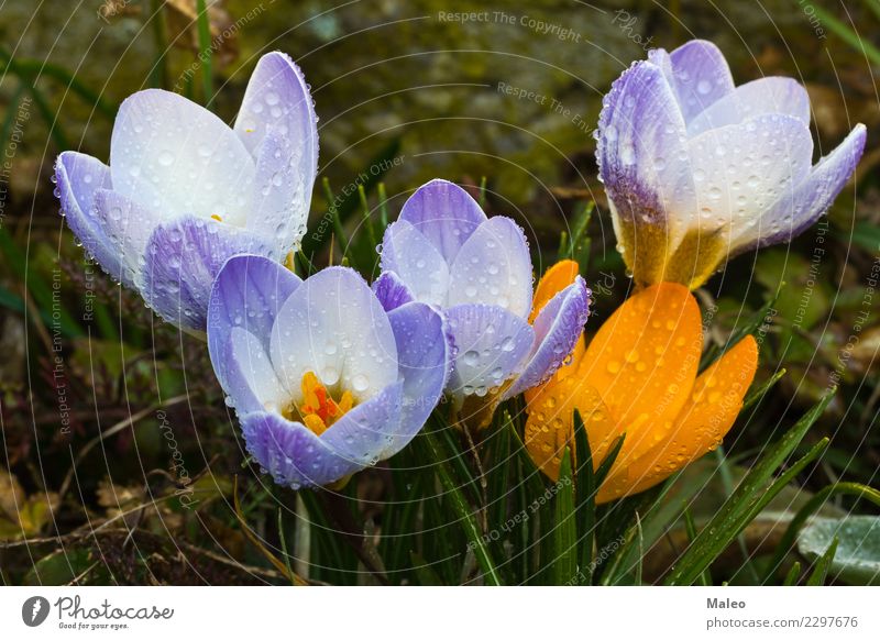 Krokusse Blume Frühling März April blau gelb violett schön Knolle Wiese Park Frühlingsblume