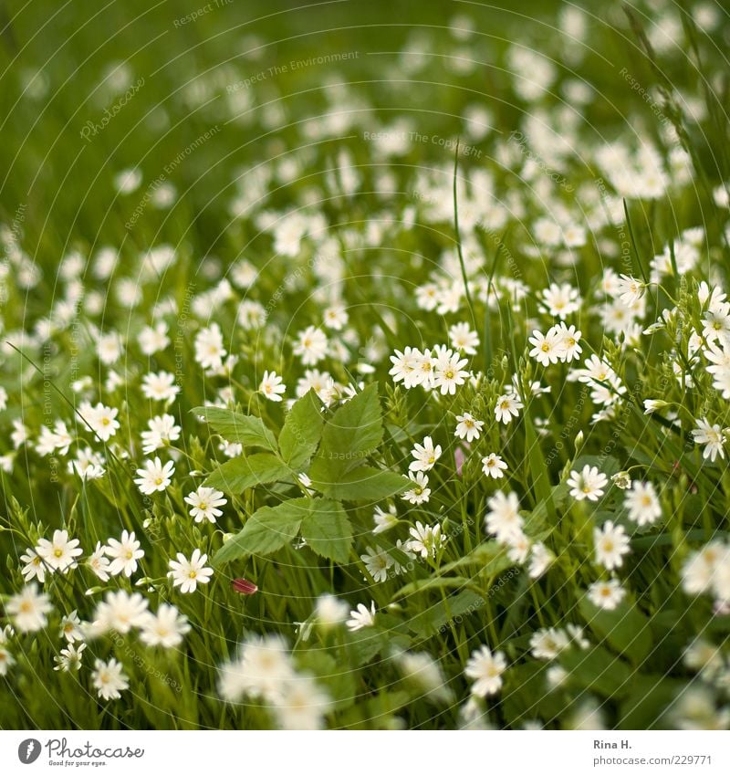 Frühlingswiese Umwelt Natur Pflanze Schönes Wetter Blume Gras Wiese Blühend natürlich grün weiß Glück Fröhlichkeit Lebensfreude Frühlingsgefühle Vorfreude