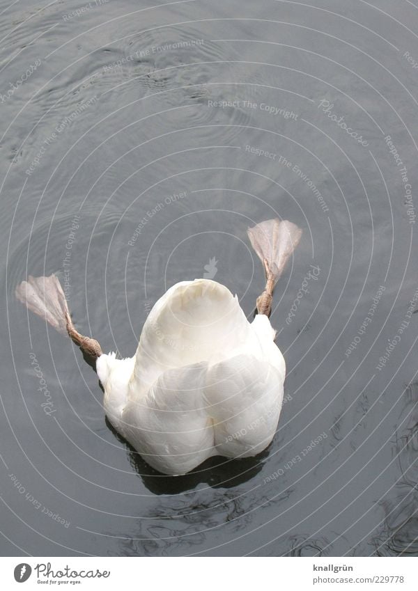 Tiefgründig Natur Wasser Tier Schwan Höckerschwan 1 Fressen tauchen ästhetisch Flüssigkeit nass grau weiß Paddelfüße kopfvoran Nahrungssuche Schwimmhaut