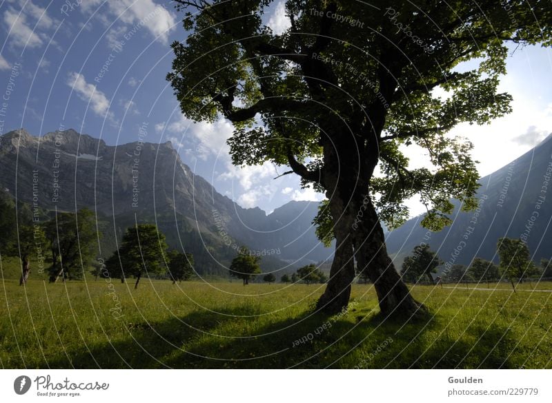 Bergluft 2.0 Gesundheit harmonisch Erholung ruhig Berge u. Gebirge Umwelt Natur Landschaft Luft Sonne Sommer Schönes Wetter Baum Wiese Alpen Ahorn Leben