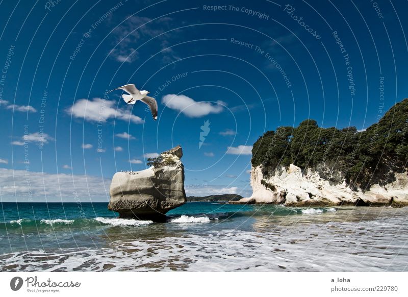 the chronicles of narnia Natur Urelemente Wasser Himmel Wolken Pflanze Baum Felsen Wellen Küste Strand Bucht Meer Wildtier Fernweh Cathedral Cove Möwe Hahei