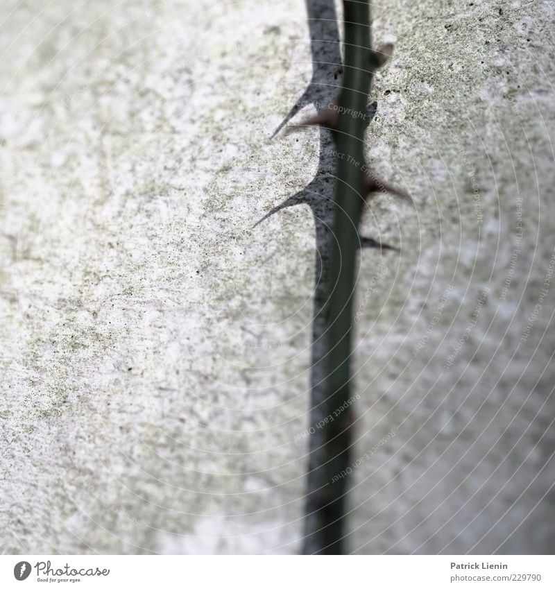 peaky Natur Pflanze Spitze stachelig Dorn Rose Stengel Wand grau Wachstum Vorsicht dünn lang Mauer Beton Farbfoto Gedeckte Farben Außenaufnahme Nahaufnahme