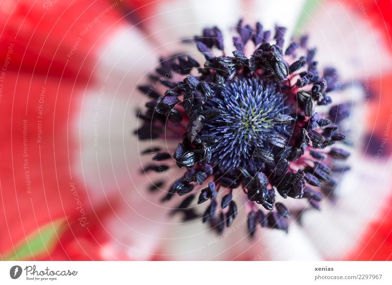 Makroaufnahme einer roten Anemone mit schwarzen Staubfäden Anemonen Frühling Blume Blüte Stauden Hahnenfußgewächse Blütenblatt Blühend grün weiß violett