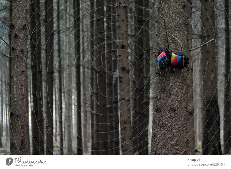 Tristesse Umwelt Natur Pflanze Winter schlechtes Wetter Baum Wald Bekleidung Handschuhe Streifen trist blau gelb rot Einsamkeit verloren Farbfoto mehrfarbig