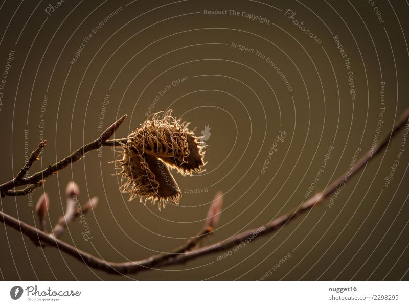 Buchecker Umwelt Natur Pflanze Sonnenlicht Sommer Herbst Schönes Wetter Baum Sträucher Grünpflanze Wildpflanze Park Wald ästhetisch authentisch dunkel einfach